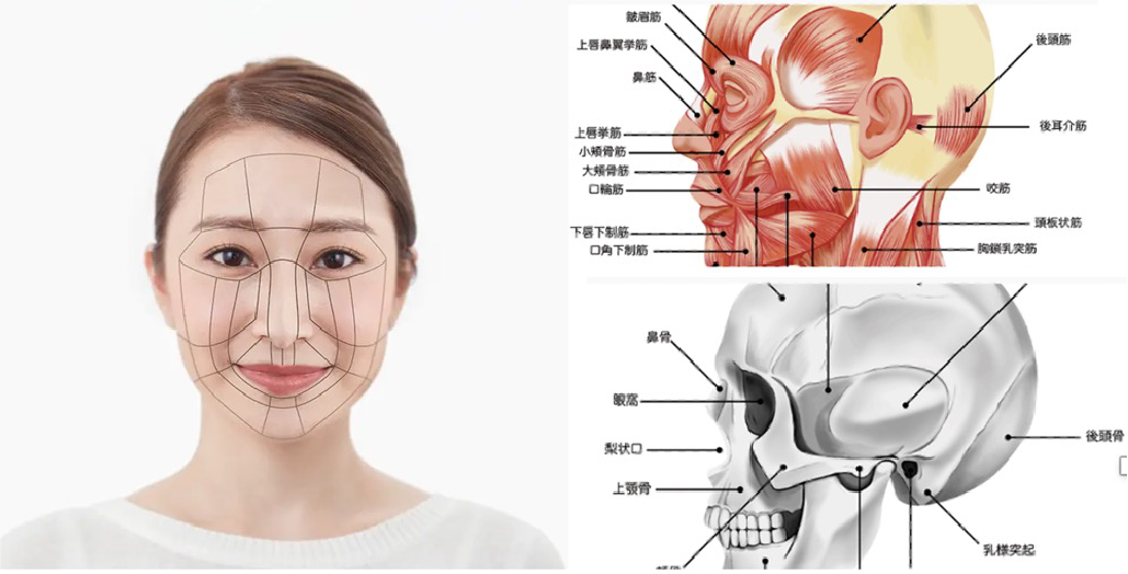 骨筋メイク®の理論